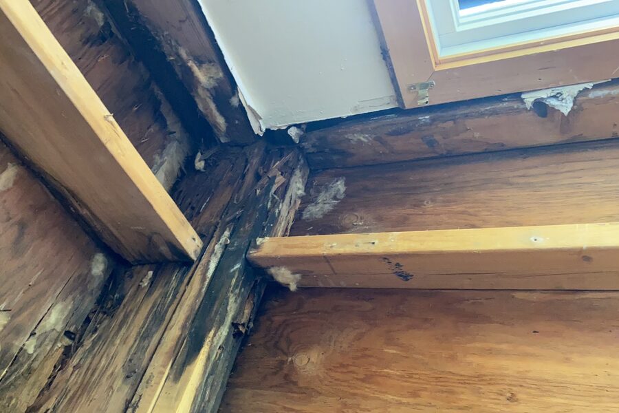 Mold Removal